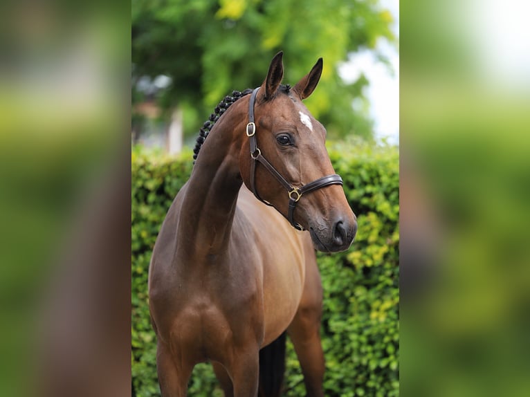 KWPN Giumenta 3 Anni 166 cm Baio in Zieuwent