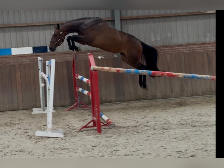 KWPN Giumenta 3 Anni 166 cm Baio in Zieuwent