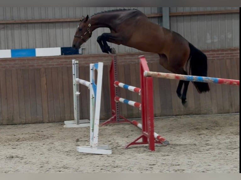 KWPN Giumenta 3 Anni 166 cm Baio in Zieuwent