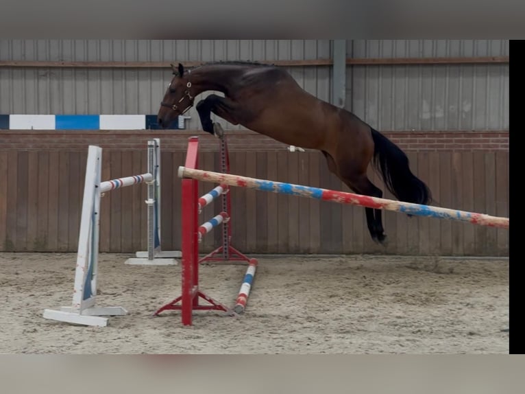 KWPN Giumenta 3 Anni 166 cm Baio in Zieuwent
