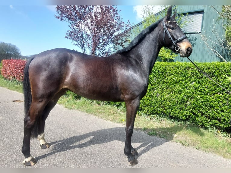 KWPN Giumenta 3 Anni 166 cm Baio nero in Wouwse Plantage