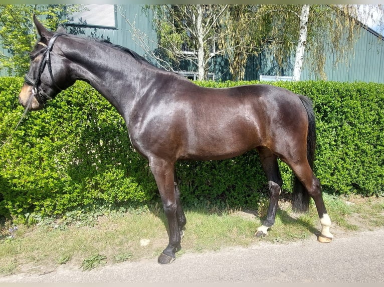 KWPN Giumenta 3 Anni 166 cm Baio nero in Wouwse Plantage