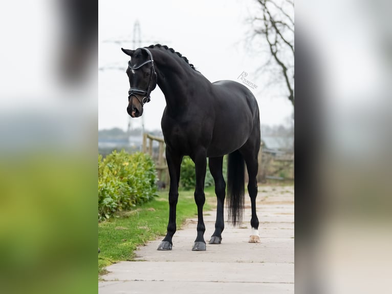 KWPN Giumenta 3 Anni 166 cm Baio scuro in Weert