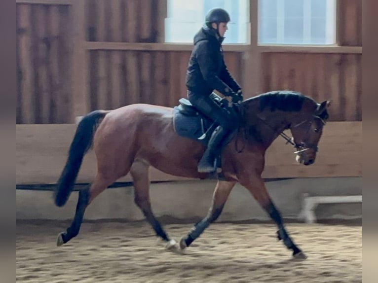 KWPN Giumenta 3 Anni 166 cm Baio scuro in Hainsfarth