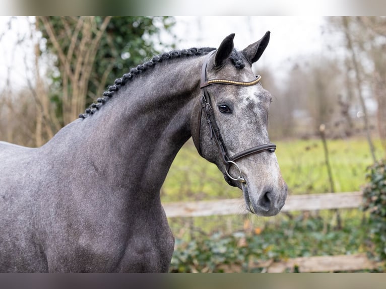 KWPN Giumenta 3 Anni 166 cm  in Heerde