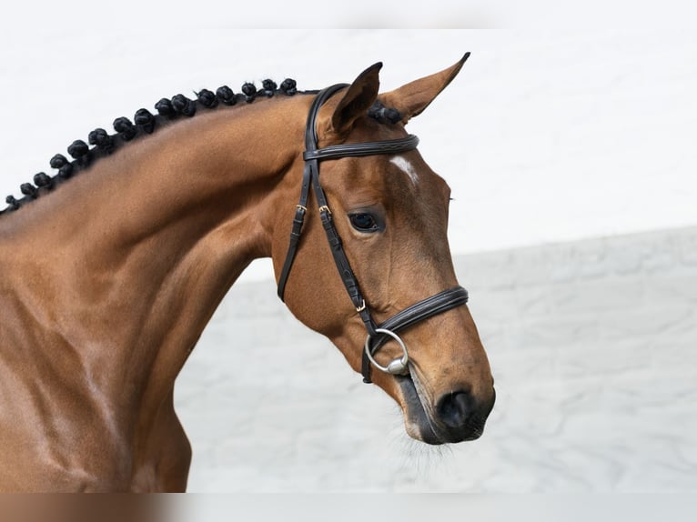 KWPN Giumenta 3 Anni 166 cm  in WK Heerde