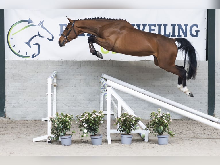 KWPN Giumenta 3 Anni 166 cm  in WK Heerde