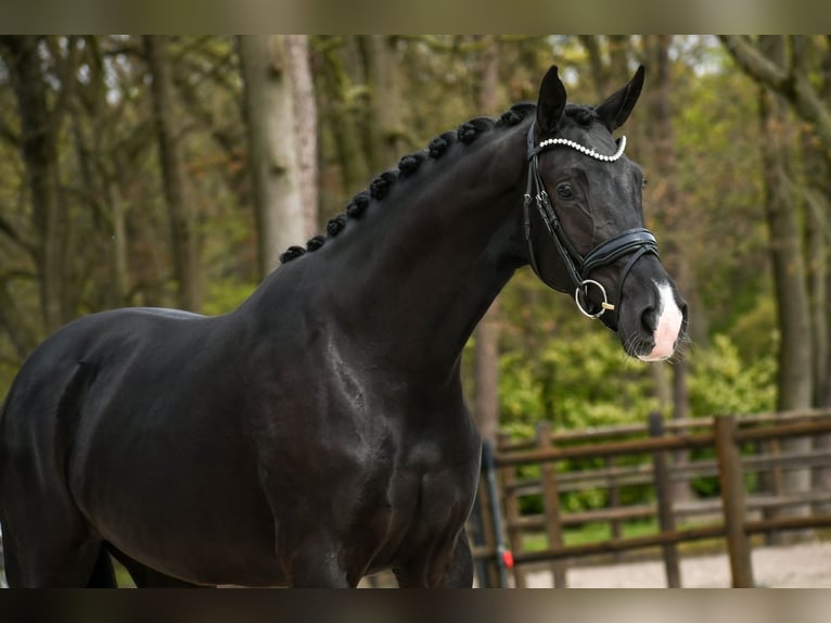 KWPN Giumenta 3 Anni 166 cm Morello in Loon op Zand