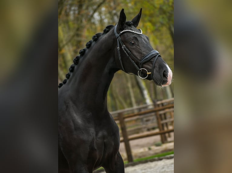 KWPN Giumenta 3 Anni 166 cm Morello in Loon op Zand