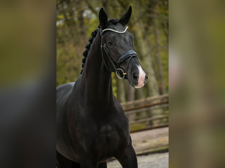 KWPN Giumenta 3 Anni 166 cm Morello in Loon op Zand