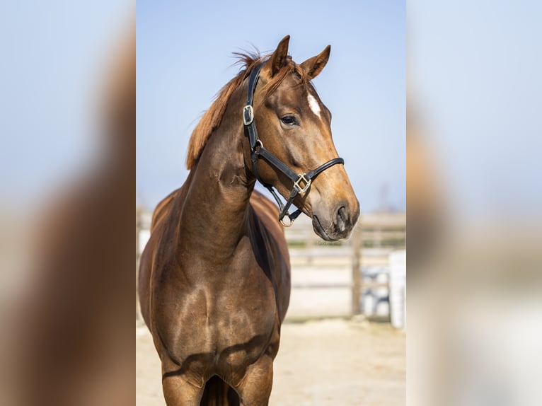 KWPN Giumenta 3 Anni 166 cm Sauro in Hindeloopen