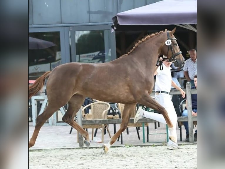 KWPN Giumenta 3 Anni 166 cm Sauro in Hindeloopen
