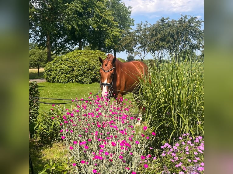 KWPN Giumenta 3 Anni 166 cm Sauro in Zwartebroek