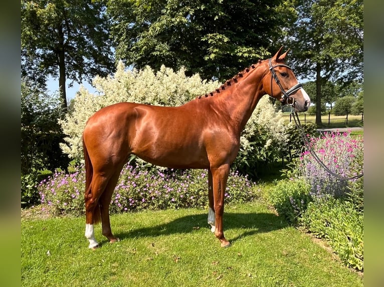 KWPN Giumenta 3 Anni 166 cm Sauro in Zwartebroek