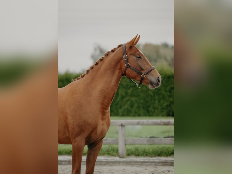 KWPN Giumenta 3 Anni 166 cm Sauro in Nijlen