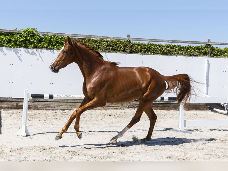 KWPN Giumenta 3 Anni 166 cm Sauro in Waddinxveen