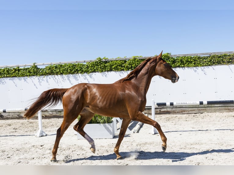 KWPN Giumenta 3 Anni 166 cm Sauro in Waddinxveen