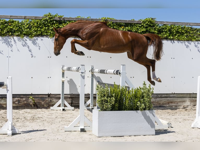 KWPN Giumenta 3 Anni 166 cm Sauro in Waddinxveen