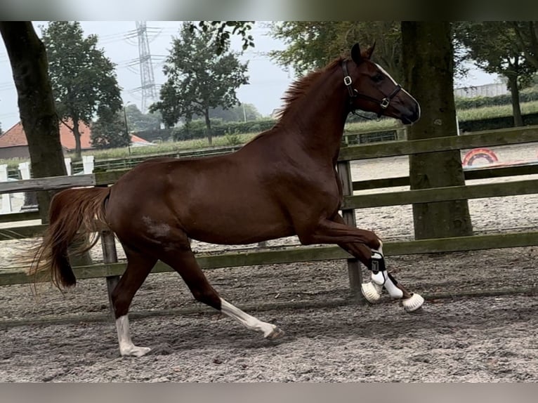 KWPN Giumenta 3 Anni 166 cm Sauro scuro in Moergestel