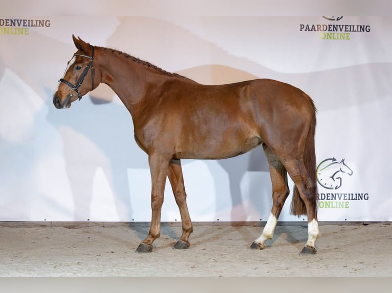 KWPN Giumenta 3 Anni 166 cm Sauro scuro in Heerde