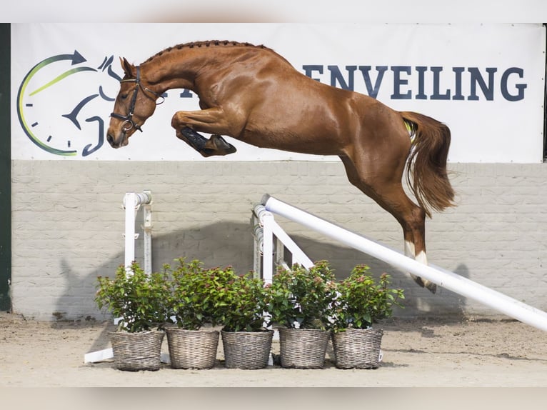 KWPN Giumenta 3 Anni 166 cm Sauro scuro in Heerde