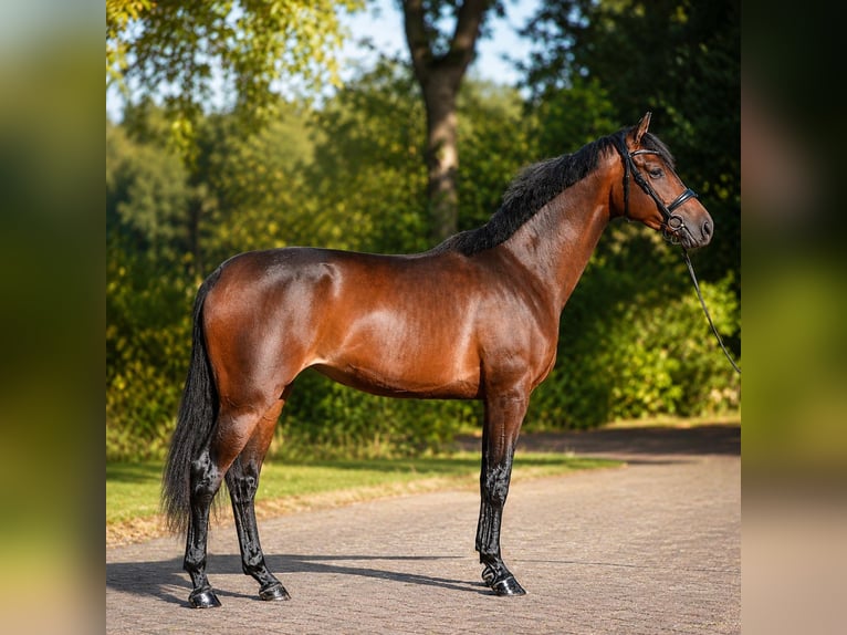 KWPN Giumenta 3 Anni 167 cm Baio in Diever