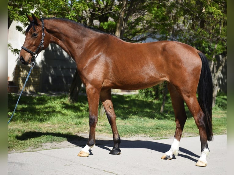 KWPN Giumenta 3 Anni 167 cm Baio in Debrecen