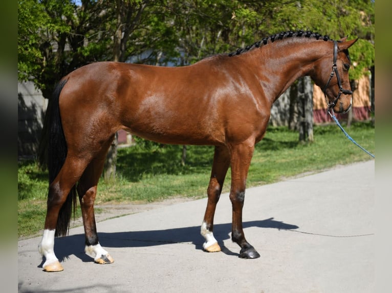 KWPN Giumenta 3 Anni 167 cm Baio in Debrecen