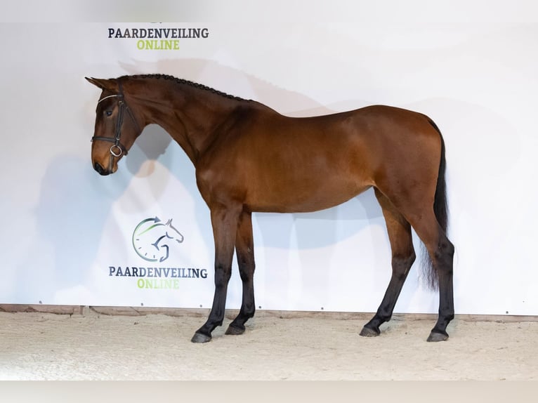 KWPN Giumenta 3 Anni 167 cm Baio in Heerde