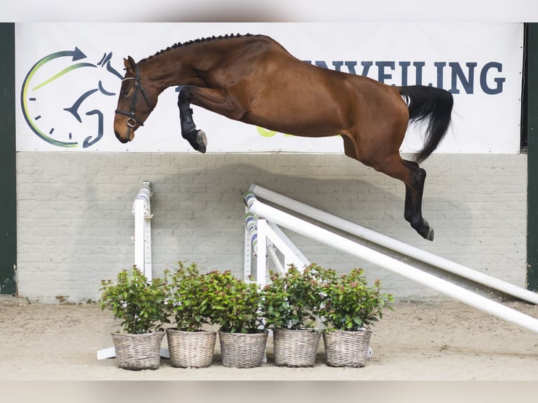 KWPN Giumenta 3 Anni 167 cm Baio in Heerde