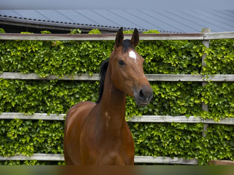 KWPN Giumenta 3 Anni 167 cm Baio in Waddinxveen