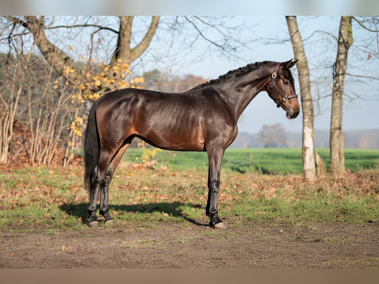 KWPN Giumenta 3 Anni 167 cm Baio scuro in Peer