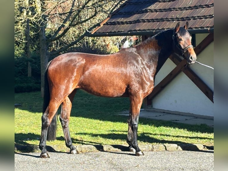 KWPN Giumenta 3 Anni 168 cm Baio in Halbenrain