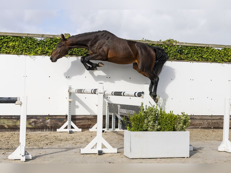 KWPN Giumenta 3 Anni 168 cm Baio scuro in Waddinxveen