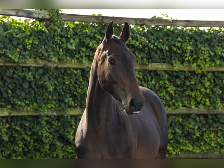 KWPN Giumenta 3 Anni 168 cm Baio scuro in Waddinxveen