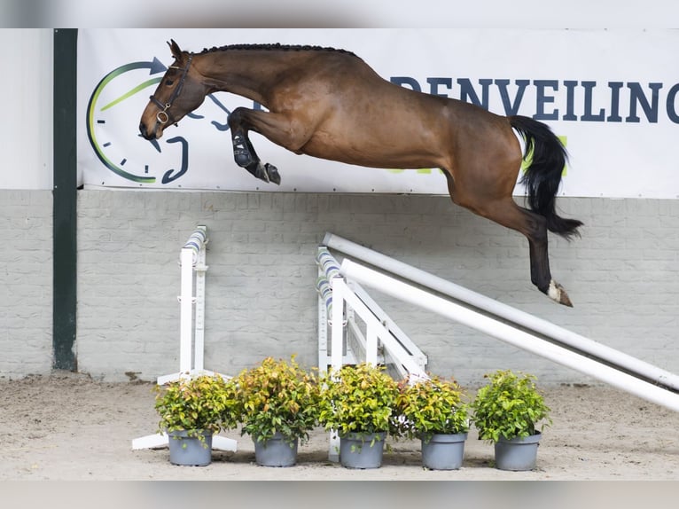 KWPN Giumenta 3 Anni 168 cm  in Heerde