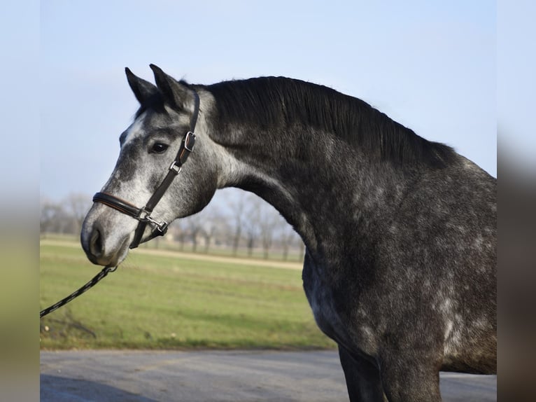 KWPN Giumenta 3 Anni 168 cm Grigio in Szarvas