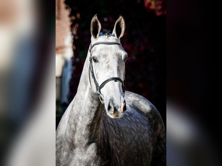 KWPN Giumenta 3 Anni 168 cm Grigio pezzato in Poznań