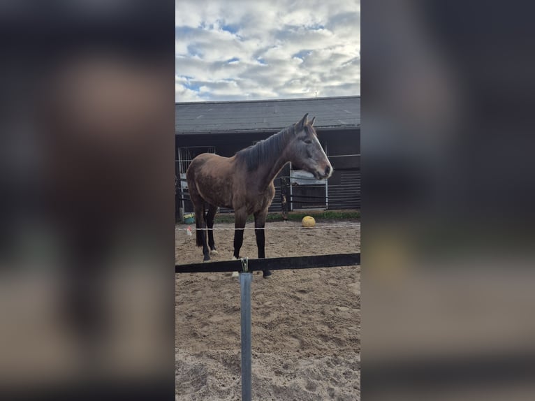 KWPN Giumenta 3 Anni 168 cm Grigio rossastro in Königsbach-Stein