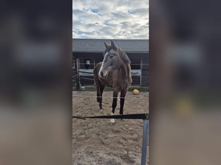 KWPN Giumenta 3 Anni 168 cm Grigio rossastro in Königsbach-Stein