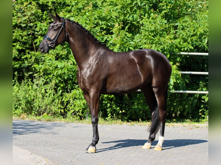 KWPN Giumenta 3 Anni 168 cm Morello in Lienen