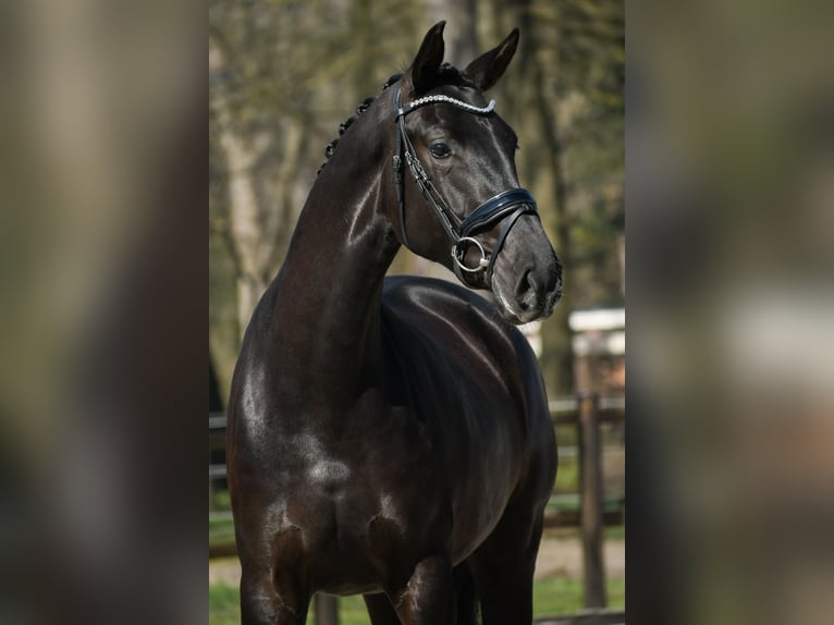 KWPN Giumenta 3 Anni 168 cm Morello in Loon op Zand