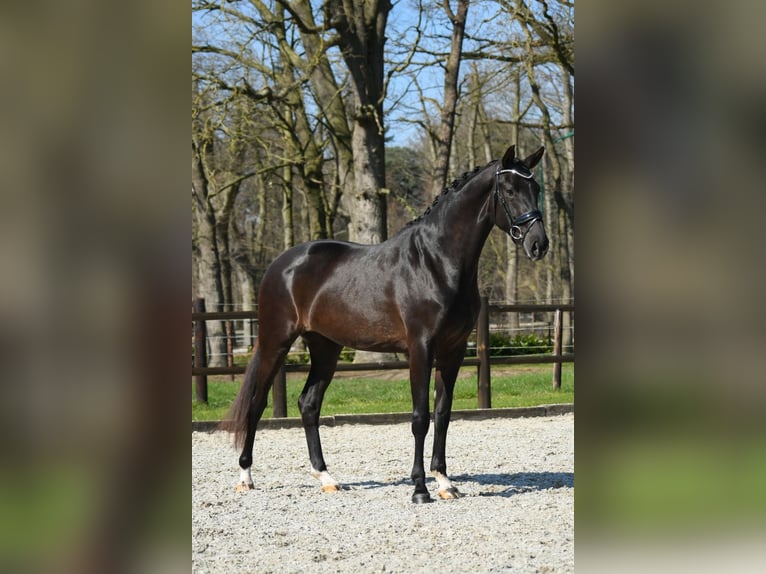 KWPN Giumenta 3 Anni 168 cm Morello in Loon op Zand