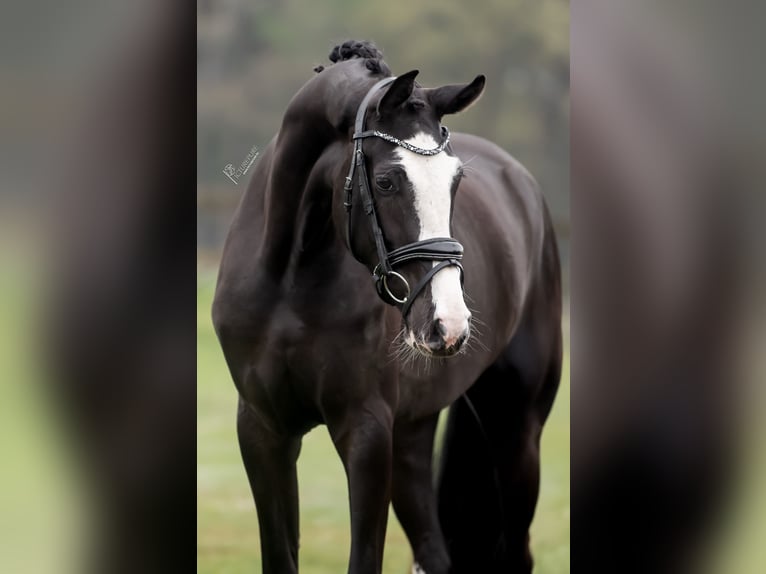 KWPN Giumenta 3 Anni 168 cm Morello in Peer