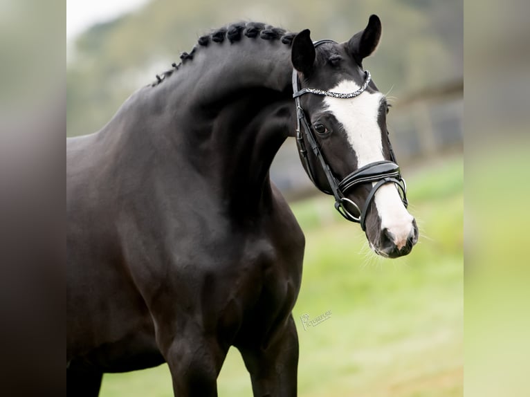 KWPN Giumenta 3 Anni 168 cm Morello in Peer