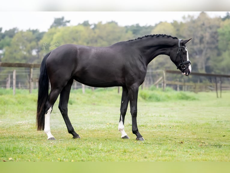 KWPN Giumenta 3 Anni 168 cm Morello in Peer