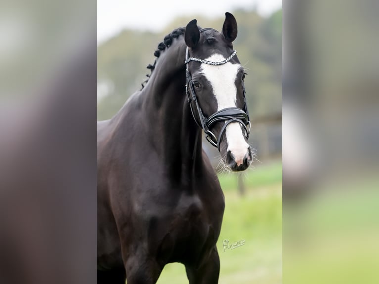 KWPN Giumenta 3 Anni 168 cm Morello in Peer