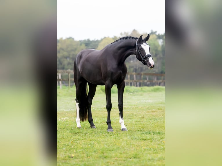 KWPN Giumenta 3 Anni 168 cm Morello in Peer