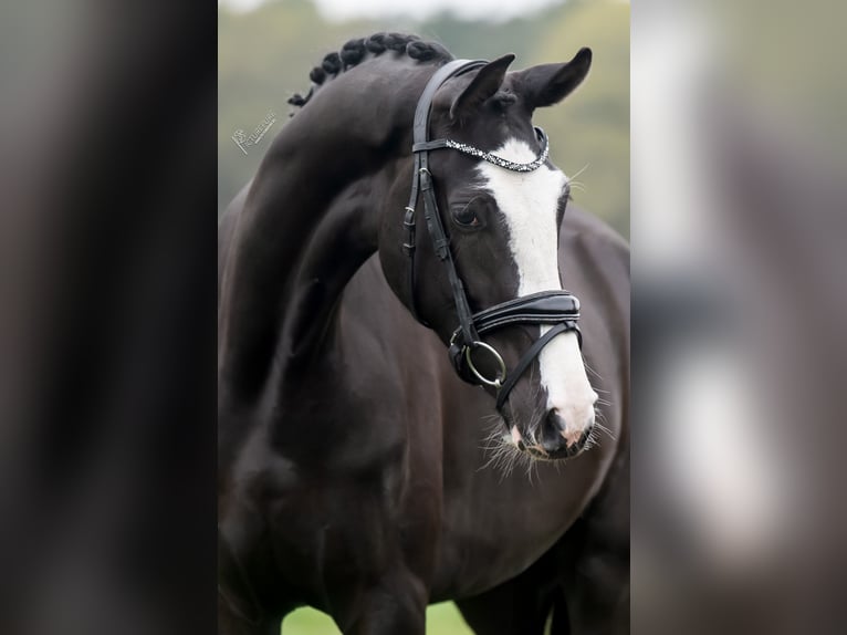KWPN Giumenta 3 Anni 168 cm Morello in Peer