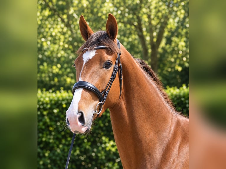 KWPN Giumenta 3 Anni 168 cm Sauro in Diever